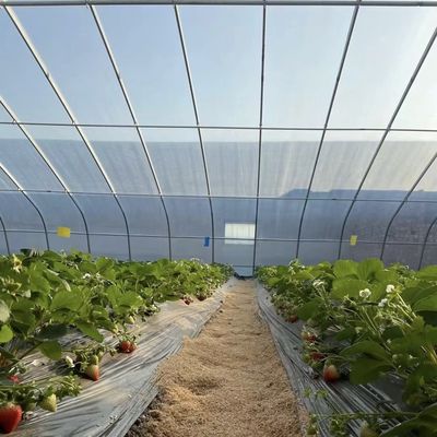 Plantage de fleurs Serre solaire à structure en acier à double ou à une seule couche
