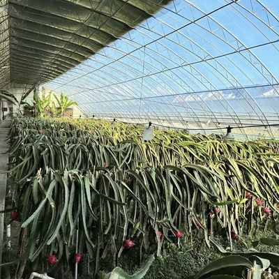 La lumière du soleil et l'irrigation automatisée pour l'aquaponie dans une serre recouverte de feuilles de plastique