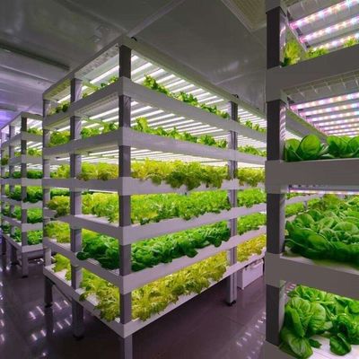 Serre contenant pour la culture des légumes à feuilles multiples et couverture en acier