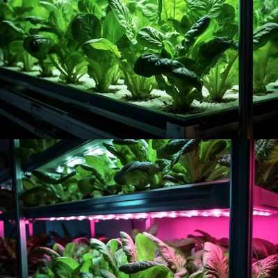 Serre contenant pour la culture des légumes à feuilles multiples et couverture en acier