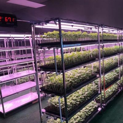 Serre contenant pour la culture des légumes à feuilles multiples et couverture en acier