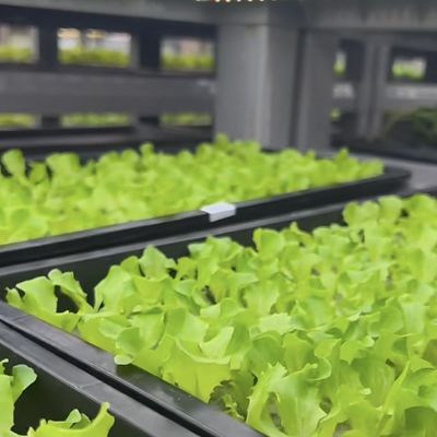 Serre contenant pour la culture des légumes à feuilles multiples et couverture en acier