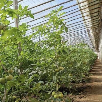 Monnaie des États-Unis Système de serre à double ou à une seule couche végétale à lumière solaire dans le budget