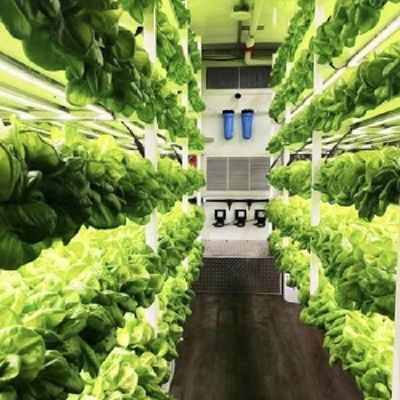 18000.000kg Serre pour les légumes à feuilles Paquet de poids brut et remboursements faciles