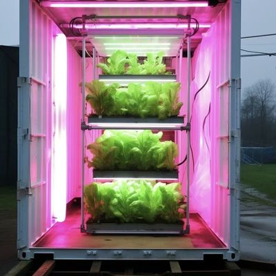 18000.000kg Serre pour les légumes à feuilles Paquet de poids brut et remboursements faciles