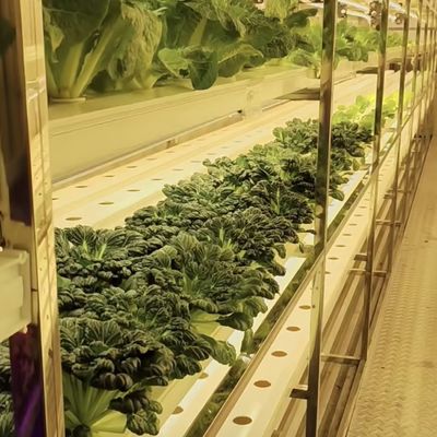 Un grand récipient de récifs: la solution idéale pour la culture hydroponique de légumes à feuilles
