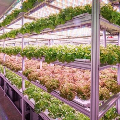 Un grand récipient de récifs: la solution idéale pour la culture hydroponique de légumes à feuilles