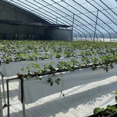 Plantation de fleurs Système d'irrigation goutte à goutte Serre solaire avec demande personnalisée