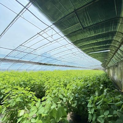 Plantation de fleurs Système d'irrigation goutte à goutte Serre solaire avec demande personnalisée