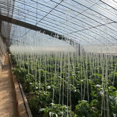 Plantation de fleurs Système d'irrigation goutte à goutte Serre solaire avec demande personnalisée