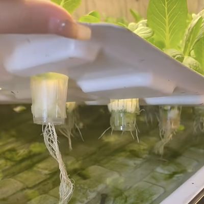 Forme de toit Forme de toit Conteneur hydroponique de livraison Serre pour légumes