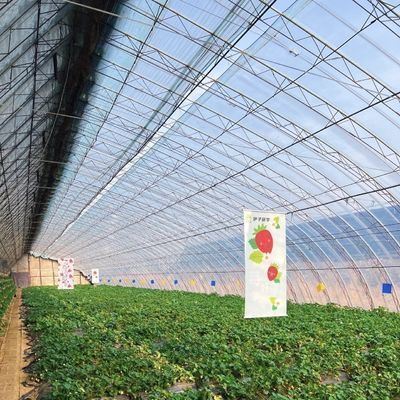 Croissance par la lumière du soleil en serre hydroponique à plusieurs étendues Coût de transport et délai de livraison