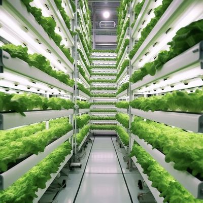 Méthode de culture hydroponique Récipient de récifs Serre végétale avec matériaux