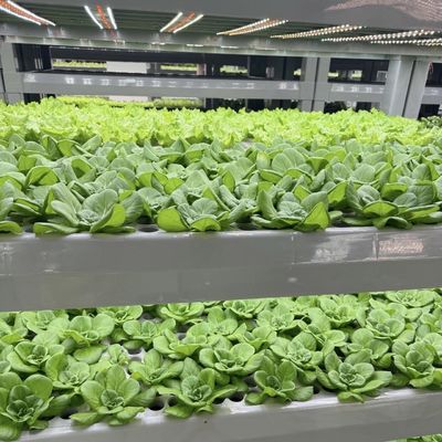 Méthode de culture hydroponique Récipient de récifs Serre végétale avec matériaux