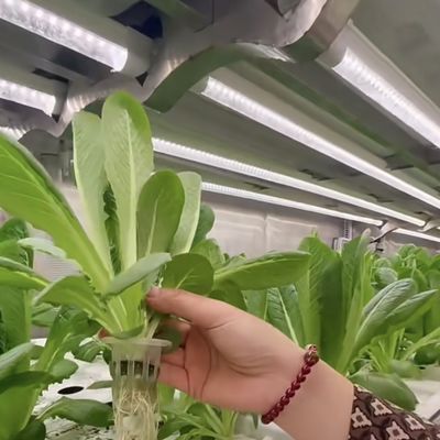 Méthode de culture hydroponique Récipient de récifs Serre végétale avec matériaux
