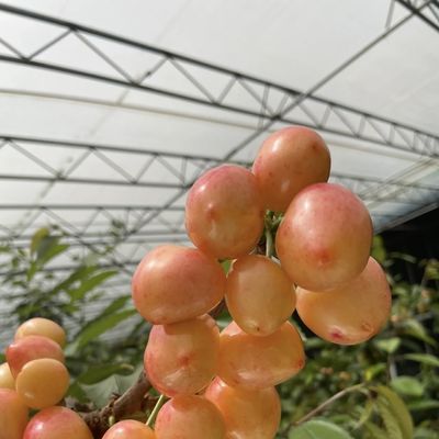 Élevage de semences d'irrigation Lumière solaire Serre US 20/m2 avec personnalisation