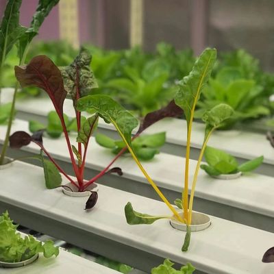 Serre à conteneurs pour la culture de légumes à feuilles Paiement initial et expédition abordable