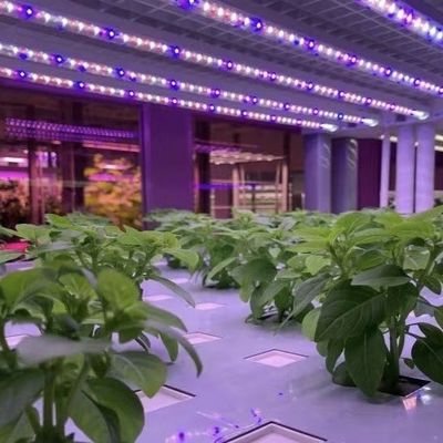 Serre à conteneurs pour la culture de légumes à feuilles Paiement initial et expédition abordable