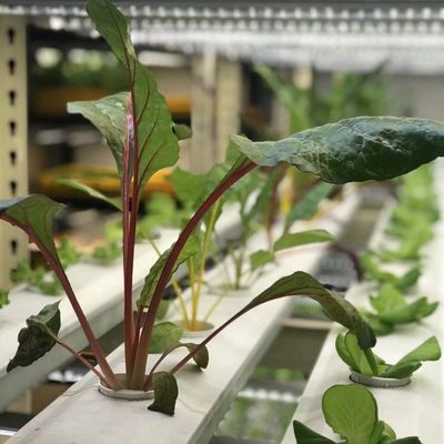 Transformez votre exploitation agricole avec des légumes à feuilles