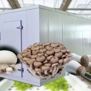 Transformez votre exploitation agricole avec des légumes à feuilles