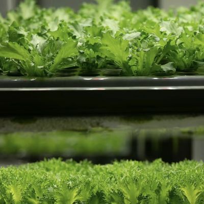 Transformez votre exploitation agricole avec des légumes à feuilles