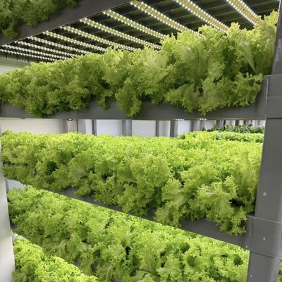 18000.000kg Paquet Poids brut Récipient de culture de légumes à feuilles vertes Serre