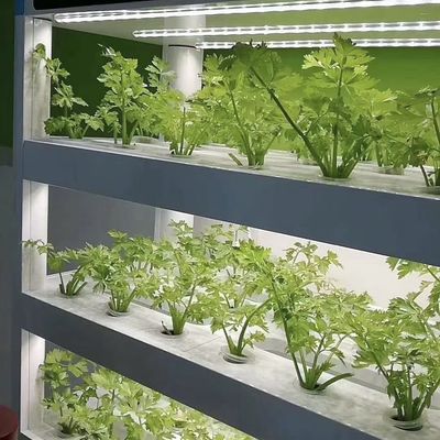 Matériau de revêtement en acier Conteneur de chargement Serre pour légumes personnalisée personnalisation