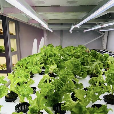 Matériau de revêtement en acier Conteneur de chargement Serre pour légumes personnalisée personnalisation