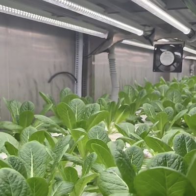 Plaque de toiture de conteneur de serre pour la personnalisation de légumes à feuilles à portée de main
