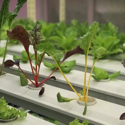 Plaque de toiture de conteneur de serre pour la personnalisation de légumes à feuilles à portée de main