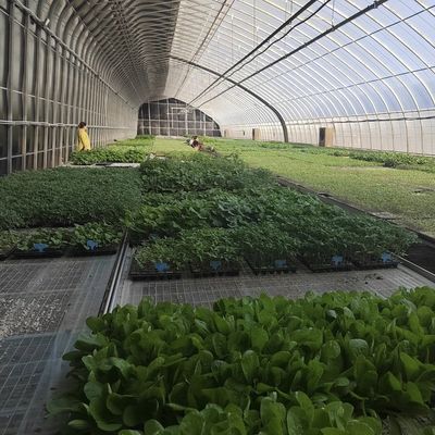 L'aquaculture facilité par la culture des semences L'éclairage solaire Serre Remboursement de 30 jours