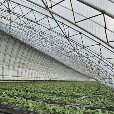 L'aquaculture facilité par la culture des semences L'éclairage solaire Serre Remboursement de 30 jours