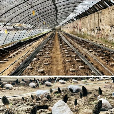 30 jours Retour des remboursements Origine Sparay Irrigation Serre pour la satisfaction du client