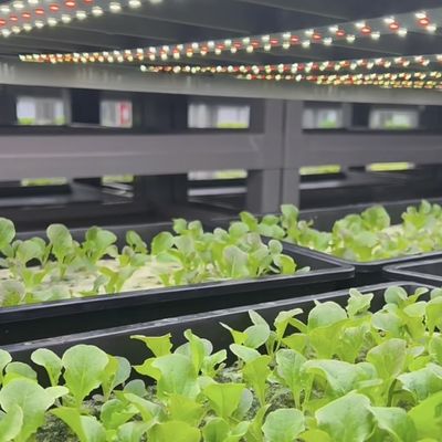 Serre commerciale Serre de conteneur La façon révolutionnaire de cultiver des légumes à feuilles