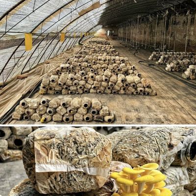 US 20/m2 Hydroponie Serre solaire pour les légumes et les fleurs de fraises