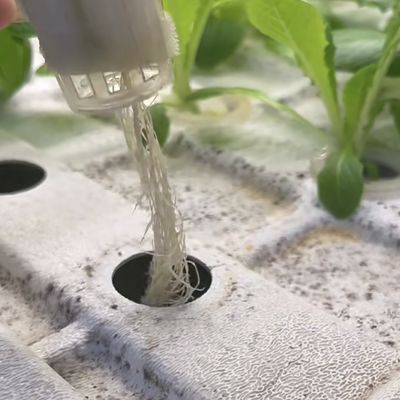 Plaque de toiture de serre pour conteneur de légumes à feuilles JX-A00103 Convient pour les légumes à feuilles
