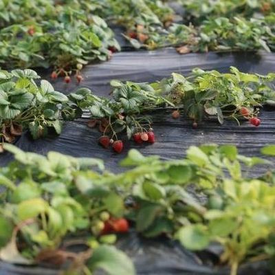 Serre à toit en arc La solution ultime à la lumière du soleil pour la culture des tomates et des concombres