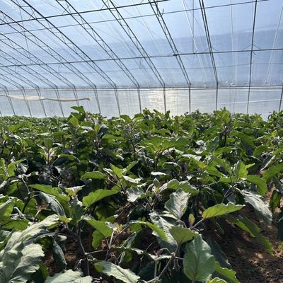 Système d'irrigation optimisé pour les concombres Serre solaire 1 M2 Min.Order