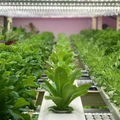 JX-A00104 Serre à récipient de légumes pour la culture hydroponique