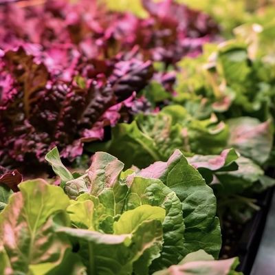 JX-A00104 Serre à récipient de légumes pour la culture hydroponique