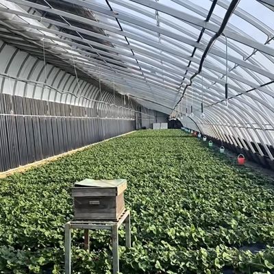2000.000kg Serre solaire commerciale de Juxiang pour la culture des fraises jx-sg-108