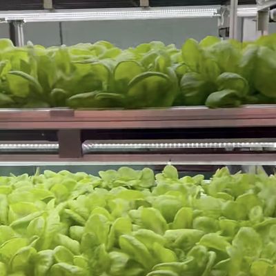 JX-A00104 Serre à récipient de légumes pour la culture hydroponique