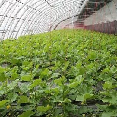 La culture à grande échelle de concombres facilité par une serre commerciale à contrôle d'humidité