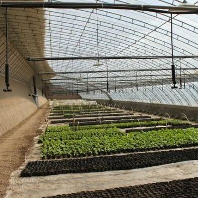 La culture à grande échelle de concombres facilité par une serre commerciale à contrôle d'humidité