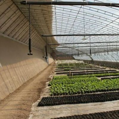 Élevage de tomates Serre solaire avec contrôle de l'humidité et de la température