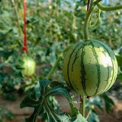 Élevage de tomates Serre solaire avec contrôle de l'humidité et de la température