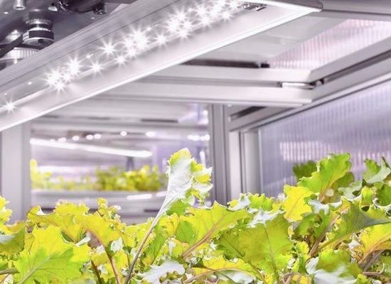 Serre hydroponique à structure d'acier avec système de culture verticale multi-span