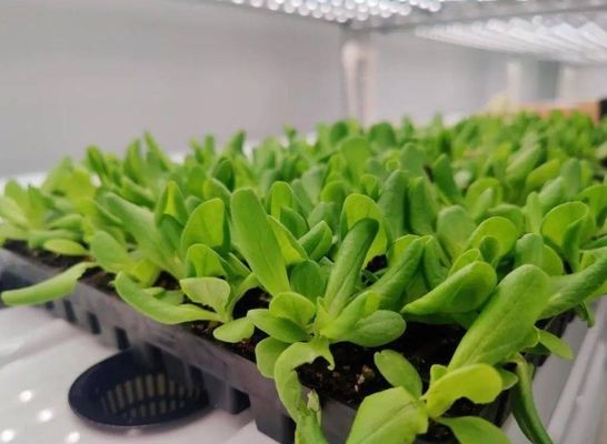 Serre hydroponique à structure d'acier avec système de culture verticale multi-span