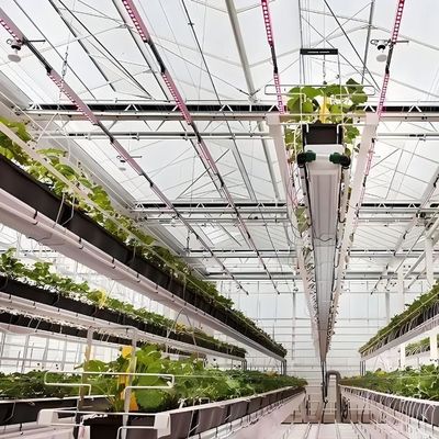 1209cm * 235cm * 239cm Conteneur verticale pour l'agriculture Serre avec installation hydroponique