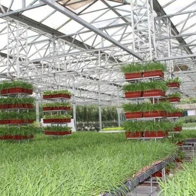 1209cm * 235cm * 239cm Conteneur verticale pour l'agriculture Serre avec installation hydroponique